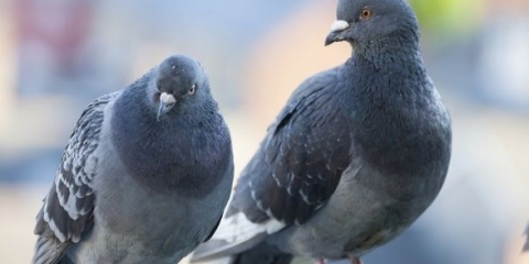 Golubi izmet kao gnojivo: kako primijeniti, pregledajte